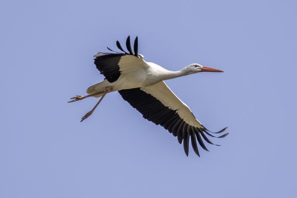 White Stork