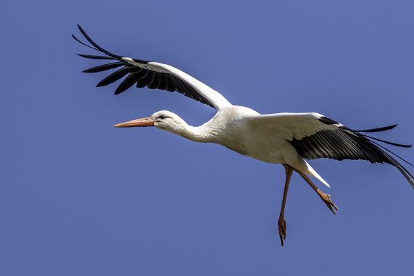 White Stork