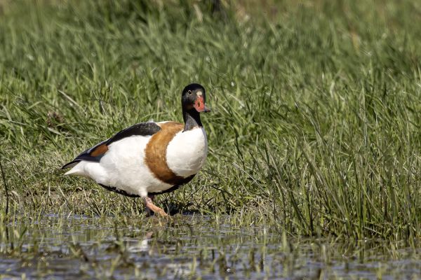 Common Shelduck
