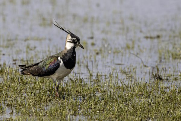 Northern Lapwing