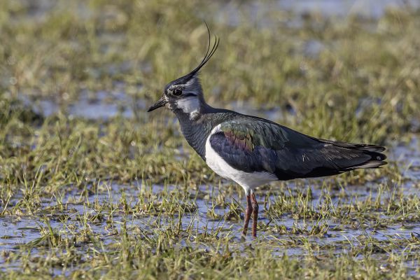 Northern Lapwing