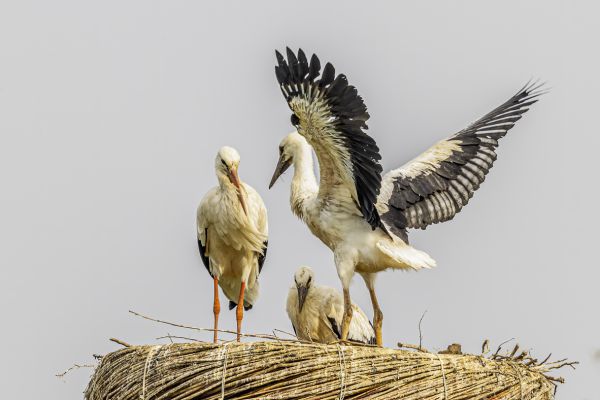 White Stork