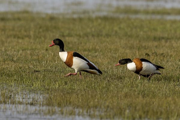 Common Shelduck