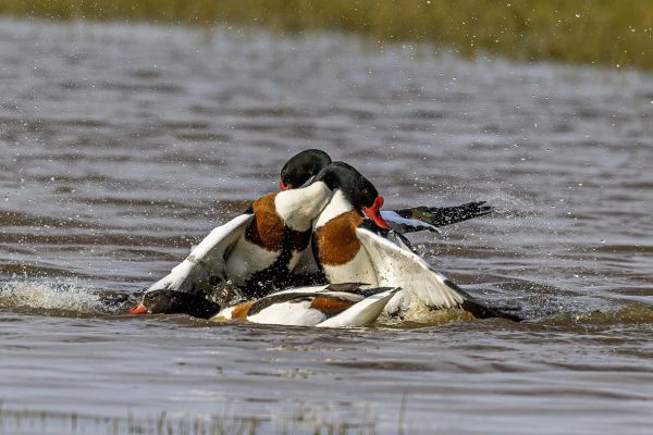 Common Shelduck
