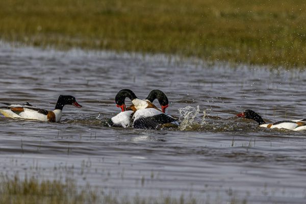 Common Shelduck