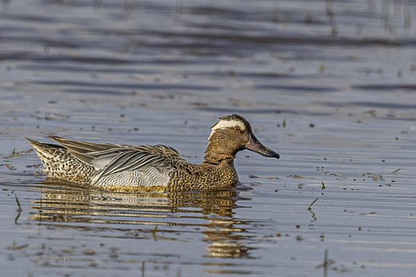 Garganey