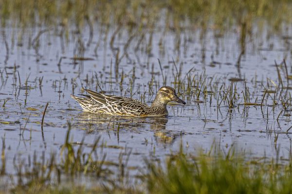 Garganey