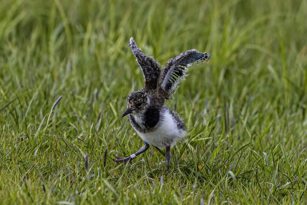 Northern Lapwing