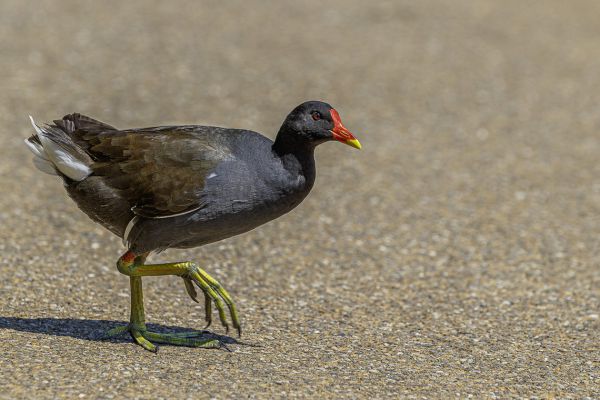 Common Moorhen