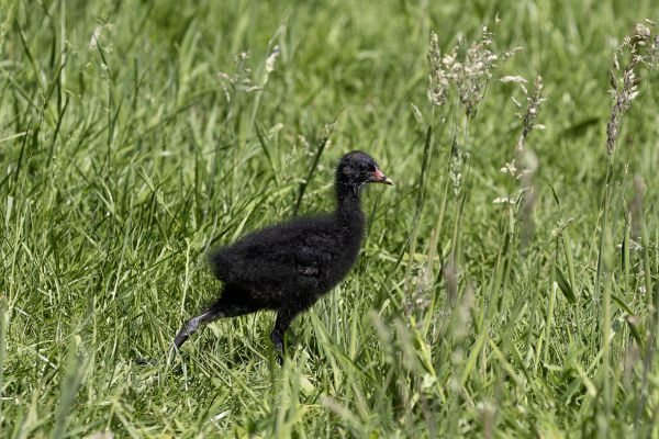 Common Moorhen