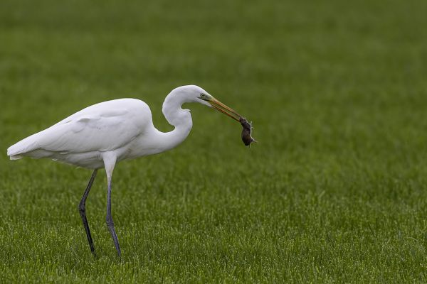 Western Great Egret