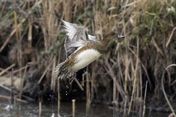 Eurasian Wigeon