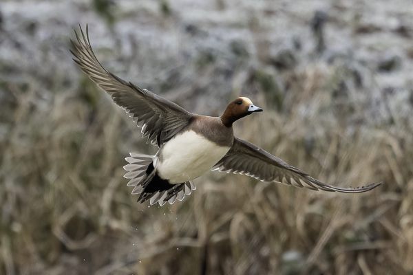 Eurasian Wigeon