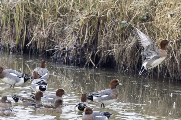 Eurasian Wigeon
