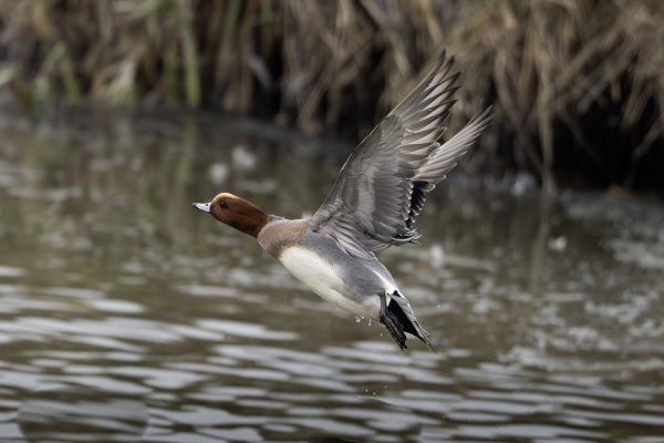 Eurasian Wigeon
