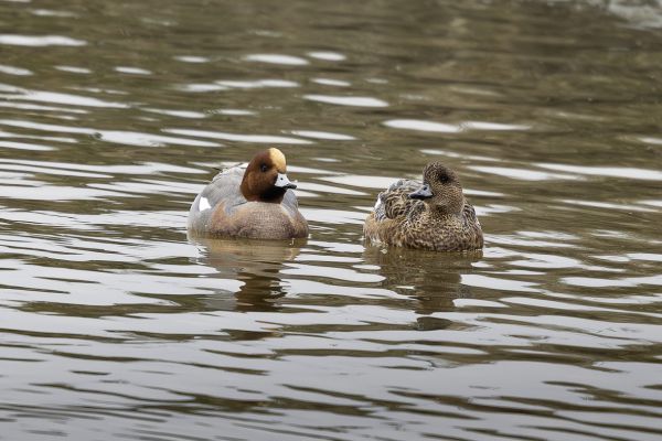 Eurasian Wigeon
