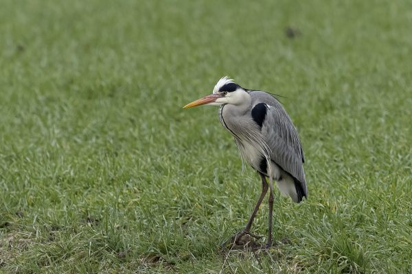 Grey Heron