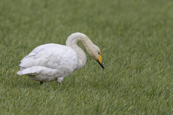 Bewick's Swan