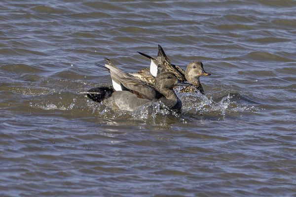 Gadwall