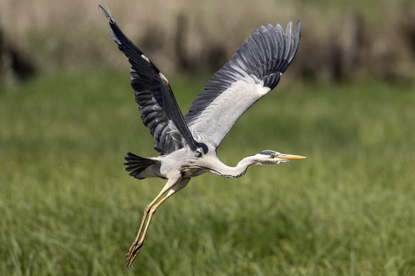 Grey Heron