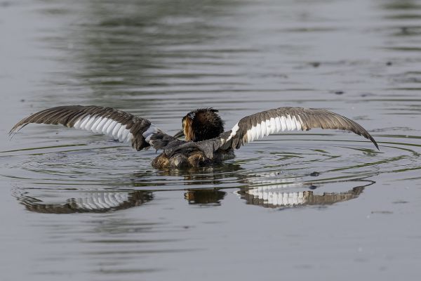 Great Crested Grebe