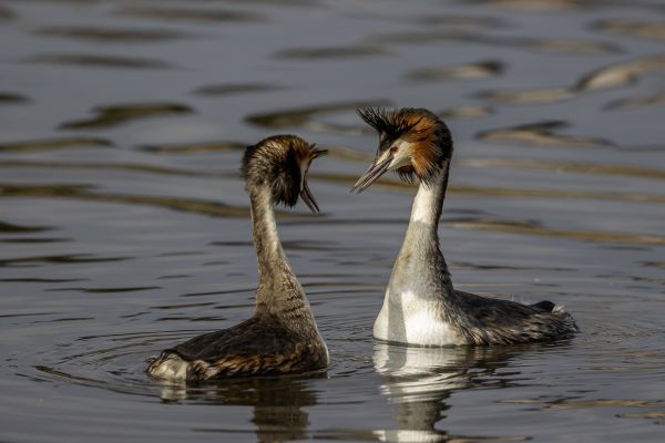Great Crested Grebe