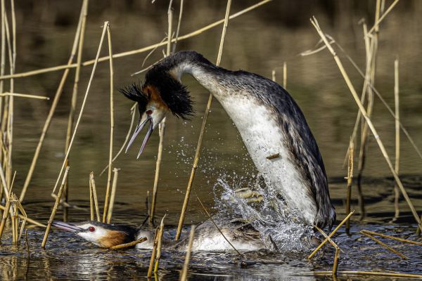 Great Crested Grebe
