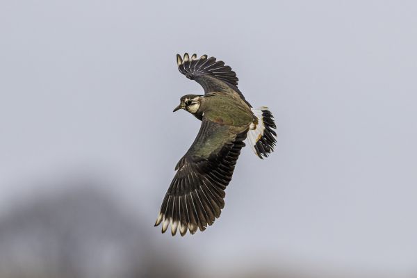 Northern Lapwing