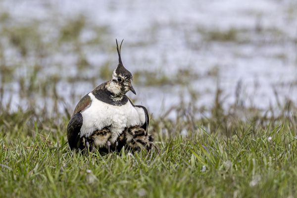Northern Lapwing