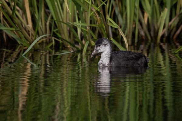 Common Coot