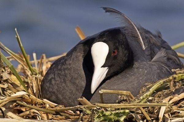 Common Coot