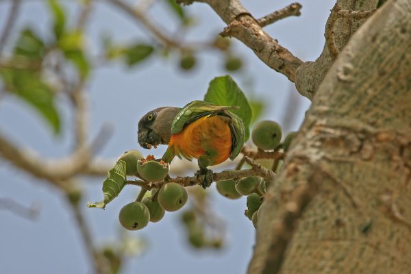 Senegal parrot