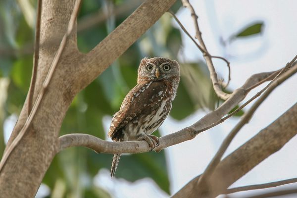 Pearl-spotted Owlet