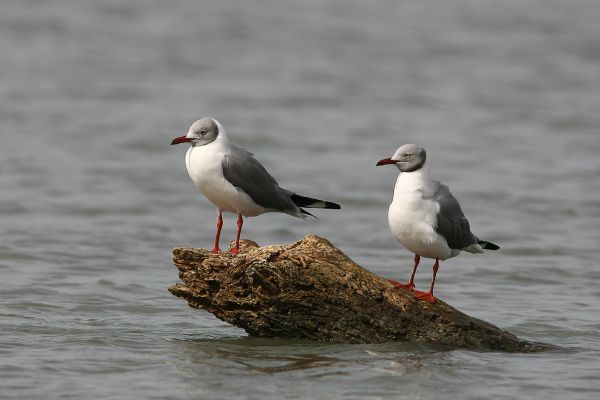 Grey-headed Gull