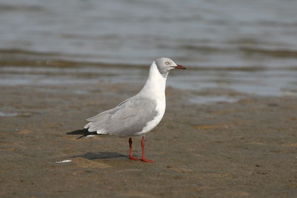 Grey-headed Gull