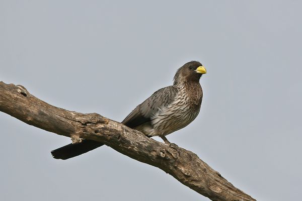 Western Grey Plantain-eater