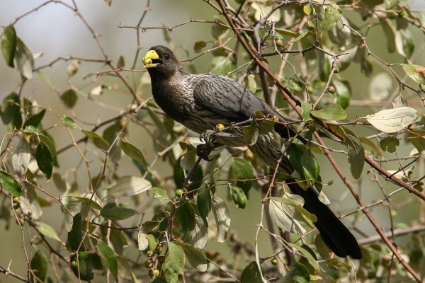 Western Grey Plantain-eater