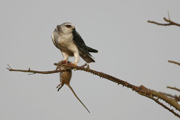  Black-shouldered Kite