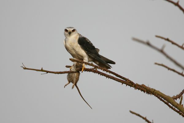  Black-shouldered Kite