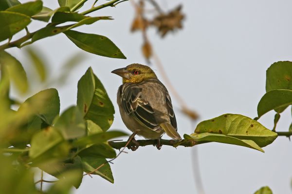 Village Weaver