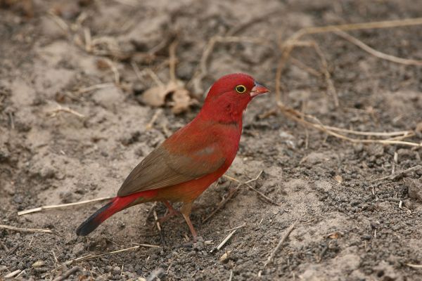 Red-billed Firefinch