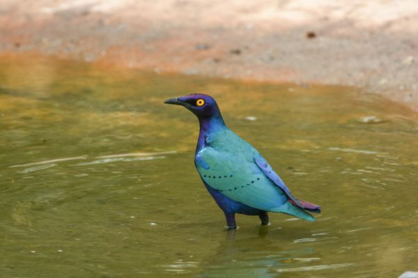 Purple Glossy-Starling