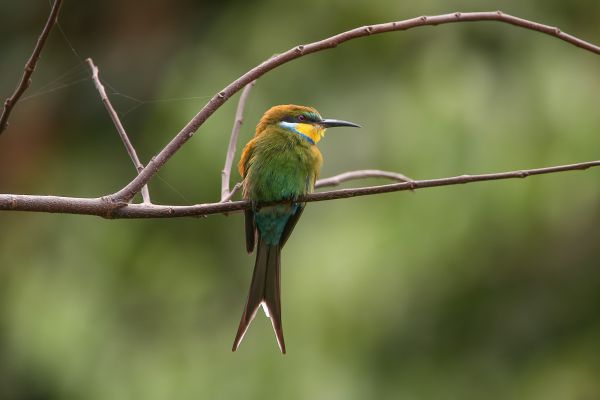Swallow-tailed Bee-eater
