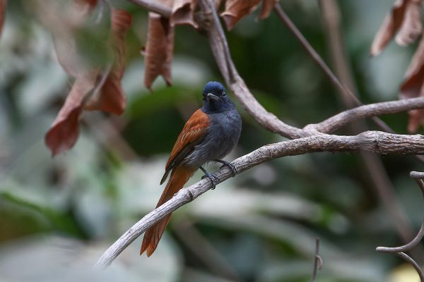  African Paradise-Flycatcher
