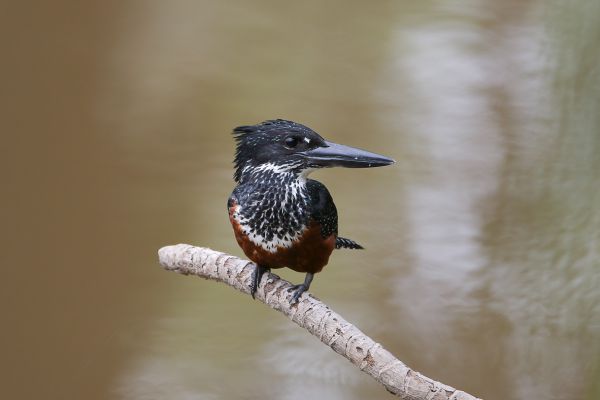 Giant Kingfisher