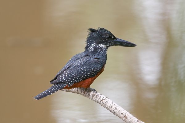 Giant Kingfisher