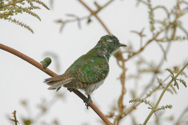 Klaas's cuckoo