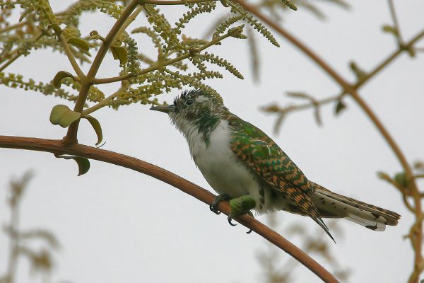 Klaas's cuckoo