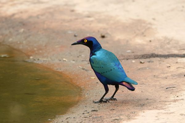 Purple Glossy-Starling