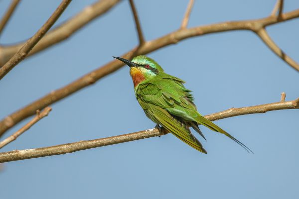 Blue-cheeked Bee-eater